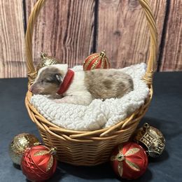 Penny - Sable merle and white Collie puppy in Waterville, Iowa from Lisa’s Lassies