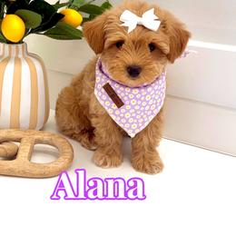 Alana - Apricot female Maltipoo puppy in Buford, Georgia from Petite Posh Puppies