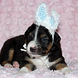 Miniature Australian Shepherd Puppies from Sand Dollar Aussies