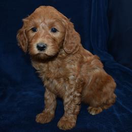 KeKe - Red  female Goldendoodle puppy in Jasper, Indiana from Hilltop Pups LLC