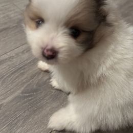 Pomeranian Puppies from Wickedly Cute Puppies