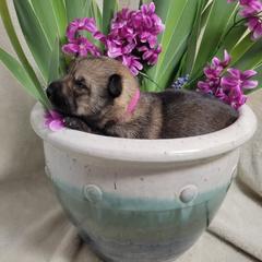 Swedish Vallhund Puppies from Skyfyre Swedish Vallhunds