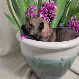 Swedish Vallhund Puppies from Skyfyre Swedish Vallhunds