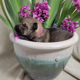 Swedish Vallhund Puppies from Skyfyre Swedish Vallhunds