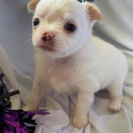 Diego - Cream and white male Chihuahua puppy in Austin, Indiana from Dog Bones N Harmony