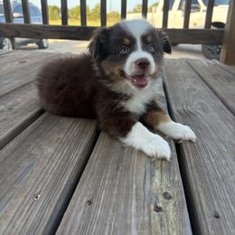 Red Tri Male - Red tri male Miniature Australian Shepherd puppy in Canton, Texas from M&M Aussies