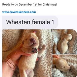 CHLOE - Wheaten female Scottish Terrier puppy in Crossville, Tennessee from Cavern Kennels