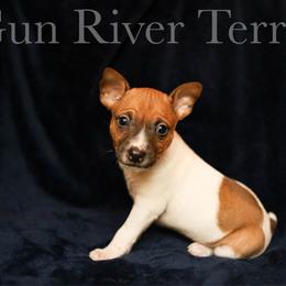Black base sable - Red white and sable male Rat Terrier puppy in Allegan, Michigan from Gun River Terriers