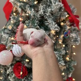 Romeo - Cream male Goldendoodle puppy in Matteson, Illinois from Chitownpupz