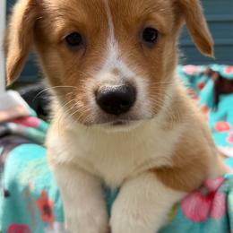 Girl 1 - White and red female Pembroke Welsh Corgi puppy in Newark, Ohio from Abc Cattle Co corgis