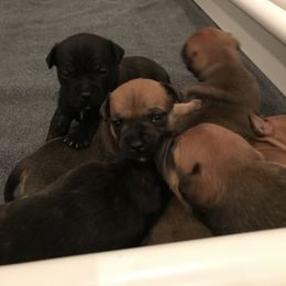 Staffordshire Bull Terrier puppies from Hunter's Staffordshire Bull Terriers