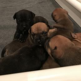 Staffordshire Bull Terrier puppies from Hunter's Staffordshire Bull Terriers
