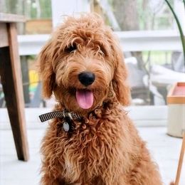 Penny - Goldendoodle