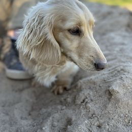 Delilah - Dachshund