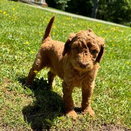 Dartia - Apricot female Labradoodle puppy in Constableville, New York from Zehr’s Labradoodles & Bernedoodles