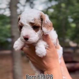 Milo - Red and white male Cockapoo puppy in Egg Harbor City, New Jersey from Grace Given Cockapoos (GGC)