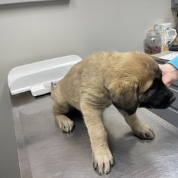 Anatolian Shepherd Dog Puppies from Smithville Hay Livestock Guardian Dogs