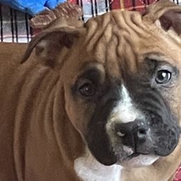 Boy 1 - Red American Staffordshire Terrier puppy in North Carolina from Kaye-Nyne Kennels