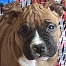 Boy 1 - Red American Staffordshire Terrier puppy in North Carolina from Kaye-Nyne Kennels