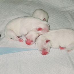 Maltese and Yorkshire Terrier Puppies from TLC Kennels TenderLittleCuties