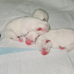 Maltese and Yorkshire Terrier Puppies from TLC Kennels TenderLittleCuties