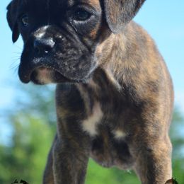 Boxer Puppies from Lieben Boxers