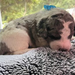 Aussiedoodle Puppies from Kiki’s Doodles