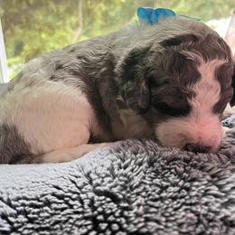Aussiedoodle Puppies from Kiki’s Doodles