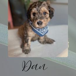 Dan - Red male Bernedoodle puppy in Gales Ferry, Connecticut from Schweers Goldens and Doodles