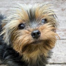 Yorkshire Terriers from Prestige Yorkies of Virginia