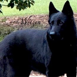 Zor - German Shepherd