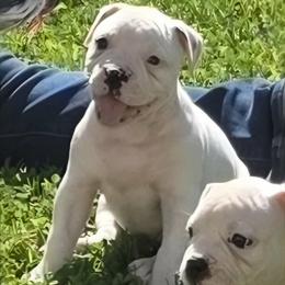 Macaron - White male American Bulldog puppy in Three Rivers, Michigan from Jemms Kennels