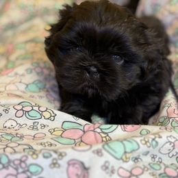 Jack - Black male Shih Tzu puppy in Bradley, South Carolina from Katie’s Kennel