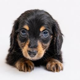 Orion - Black and tan male Dachshund puppy in Venice, Florida from Crowline Kennels