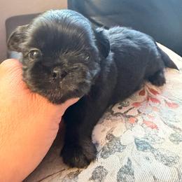 Black - Black female Shih Tzu puppy in Citrus Heights, California from The Lion dog Shih Tzu