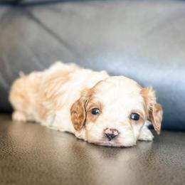 Kissy - Blenheim female Cavapoo puppy in Saint George, Utah from Fitzdoodles