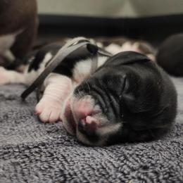 Bob - Black and white male Basset Hound puppy in Surprise, Arizona from Howlin Hounds