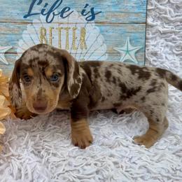 Sporky - Dapple male Dachshund puppy in Colbert, Oklahoma from Brooke Crenshaw