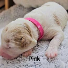 Pink collar - Parti female Goldendoodle puppy in Fayetteville, North Carolina from Frannie's Goldendoodle Puppies