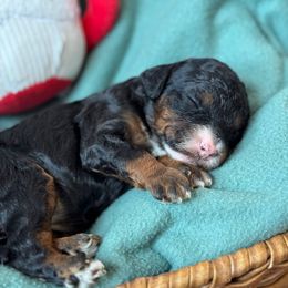 Oopsie - Phantom female Goldendoodle puppy in Wharton, Texas from Little Fur Friends