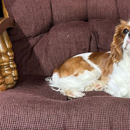 Trix - Cavalier King Charles Spaniel