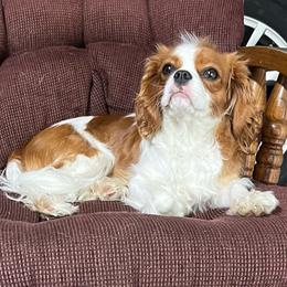 Trix - Cavalier King Charles Spaniel