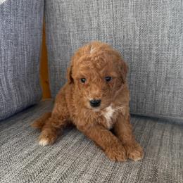 Boy 1 - Red male Bernedoodle puppy in Spring Hill, Florida from Ohana Doodles x Frenchies