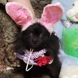 Zaydi - Pomeranian