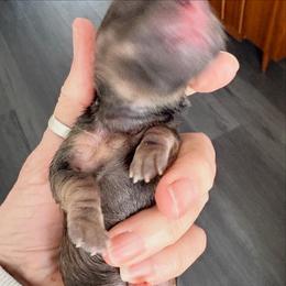 Girl 1 - Cream female Dachshund puppy in Medina, Ohio from STORIED DOXIES