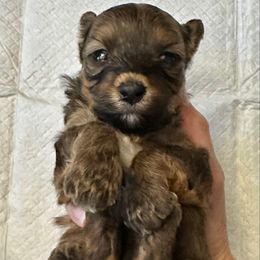 Puppy 3 - Fawn sable female Havapoo puppy in Brooksville, Florida from Kruger Doodles