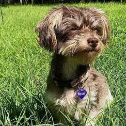 Biscuit - Havanese