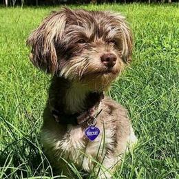 Biscuit - Havanese