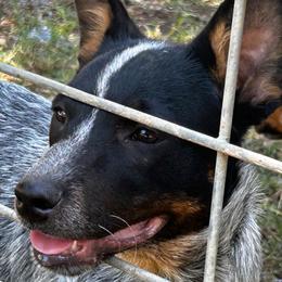 Tess Aka Cheyenne - Blue speckled female Australian Cattle Dog puppy in Red Bluff, California from Route 99 Heelers