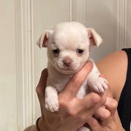 Nemo - Cream and white male Chihuahua puppy in Orange, Texas from Tiny Paws from God
